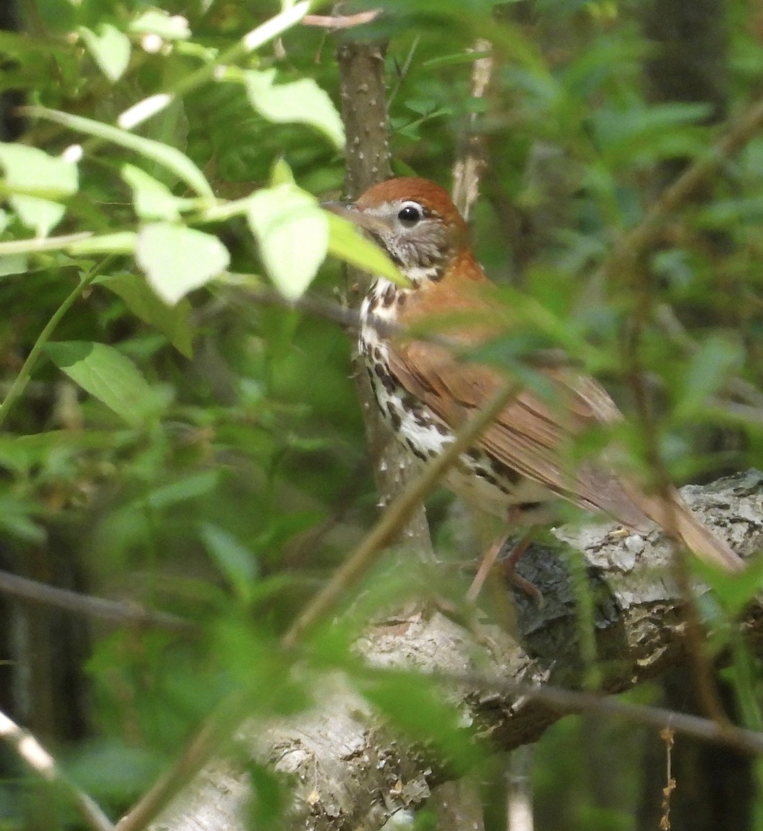 Wood Thrush - ML573293841