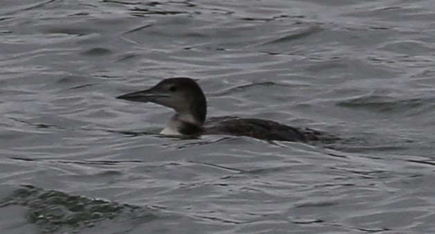 Common Loon - Cathy Cox