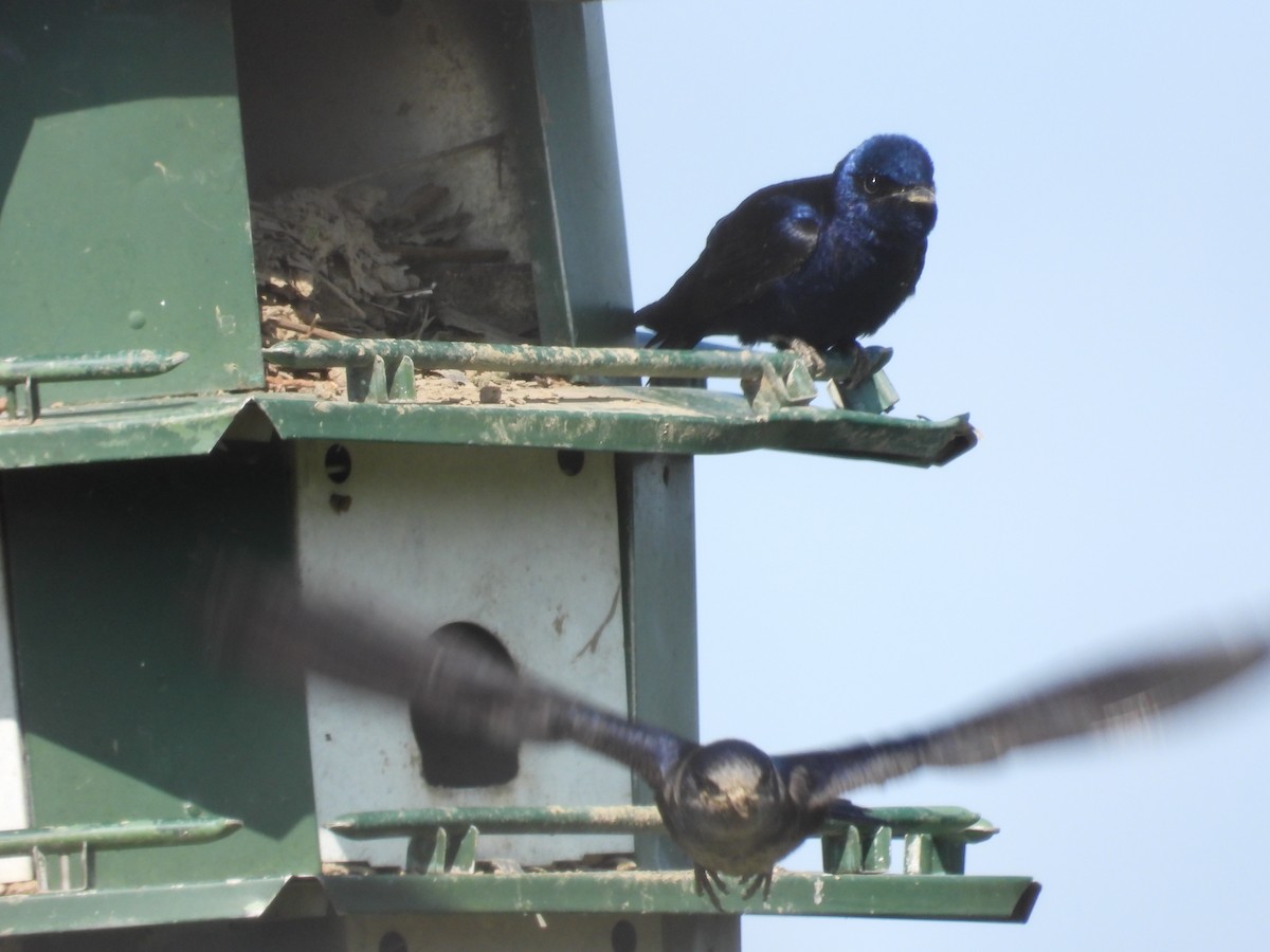 Purple Martin - ML573294661