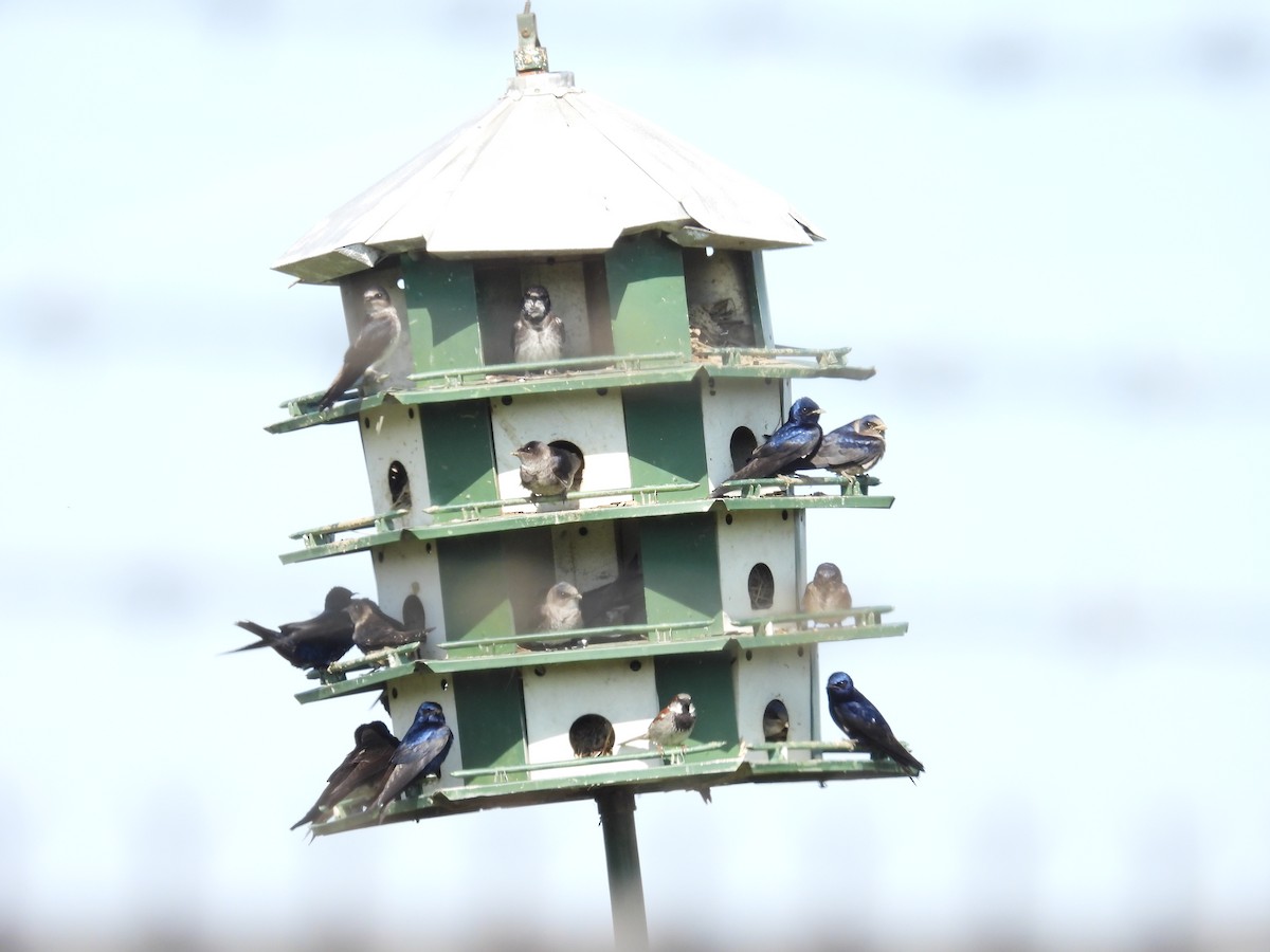 Purple Martin - ML573294671