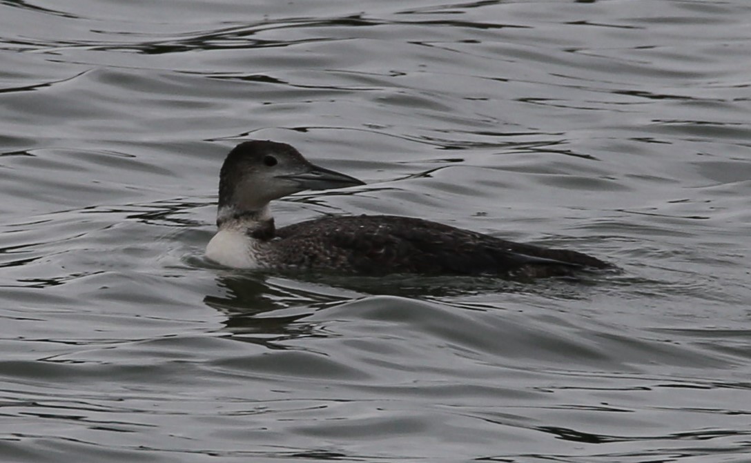 Common Loon - Cathy Cox