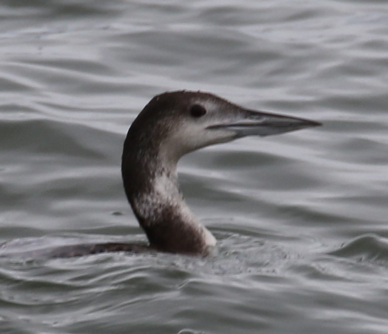 Common Loon - Cathy Cox