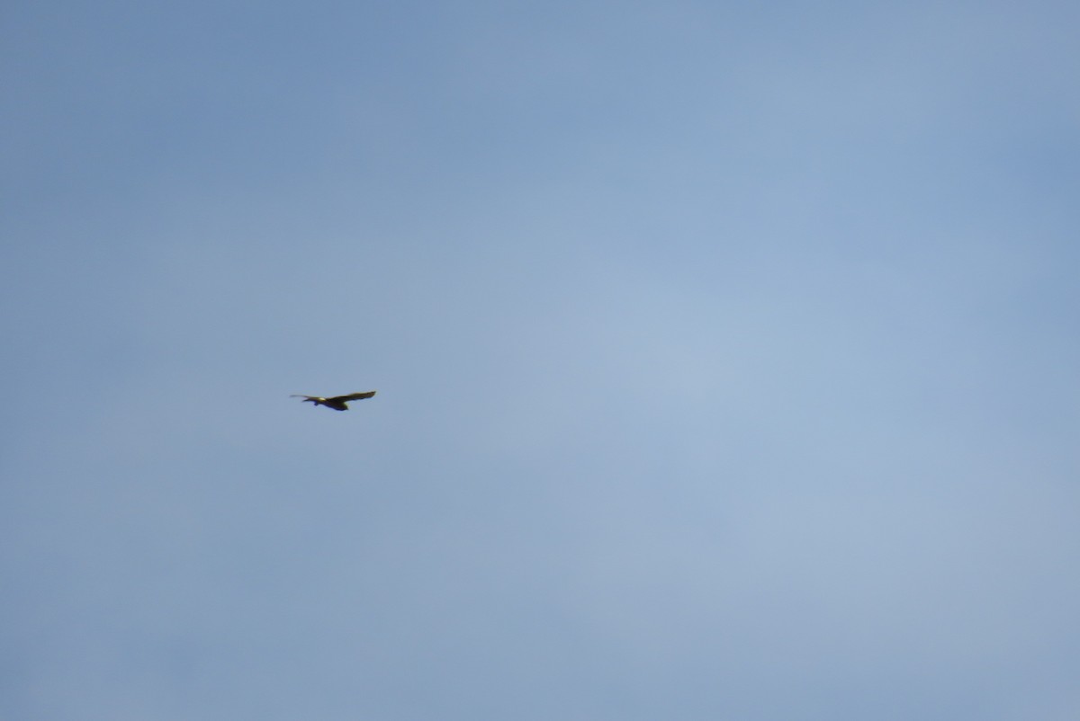 Northern Harrier - ML573295641