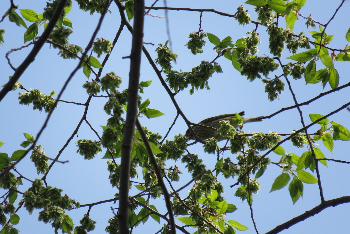 Purple Finch - ML573295941