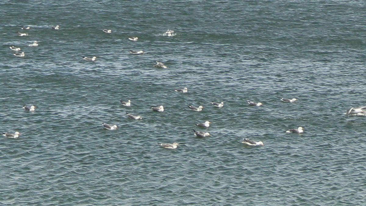 Yellow-legged Gull - John Sise