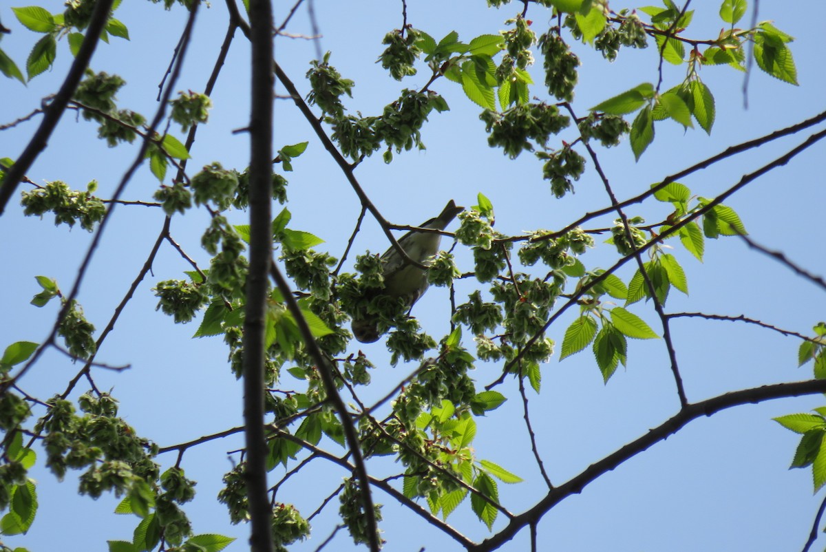 Purple Finch - ML573295971