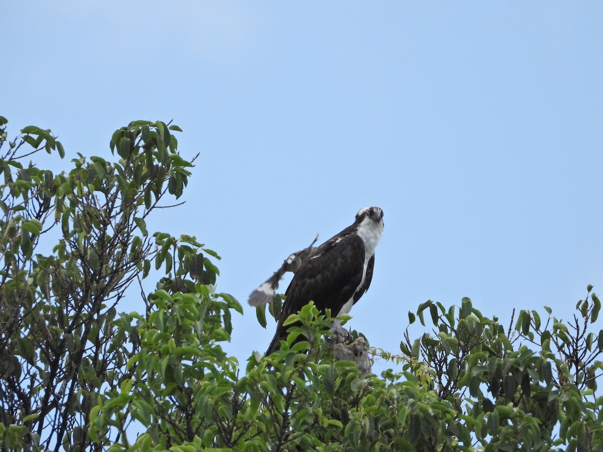 Osprey - Martha Cartwright