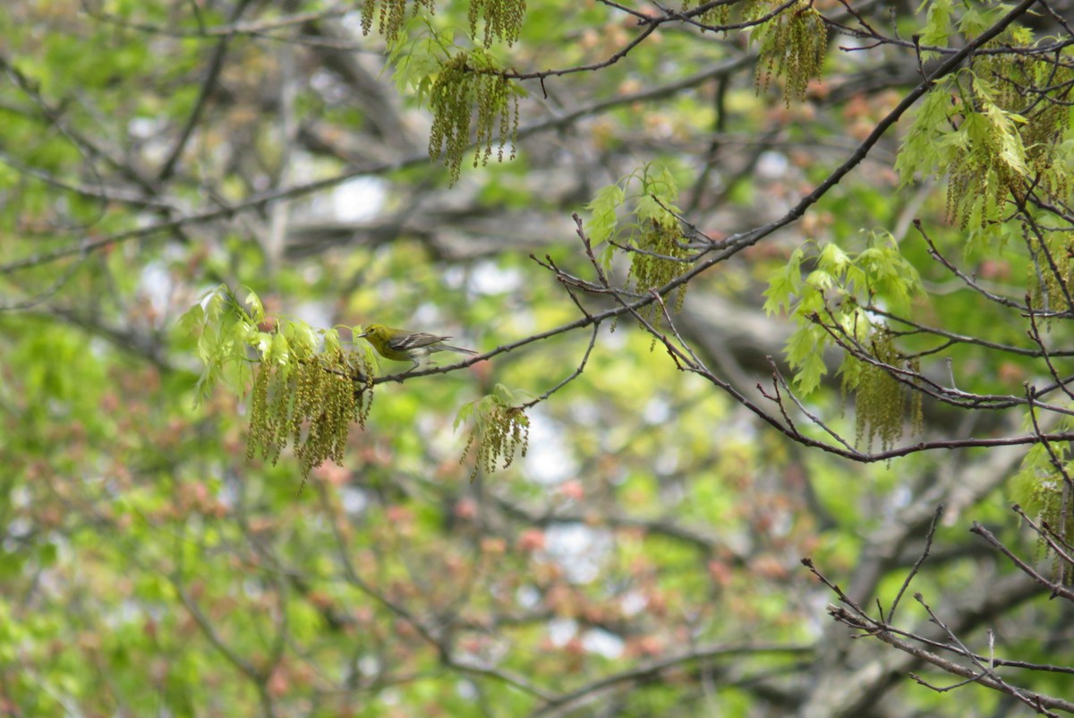 Pine Warbler - ML573296831