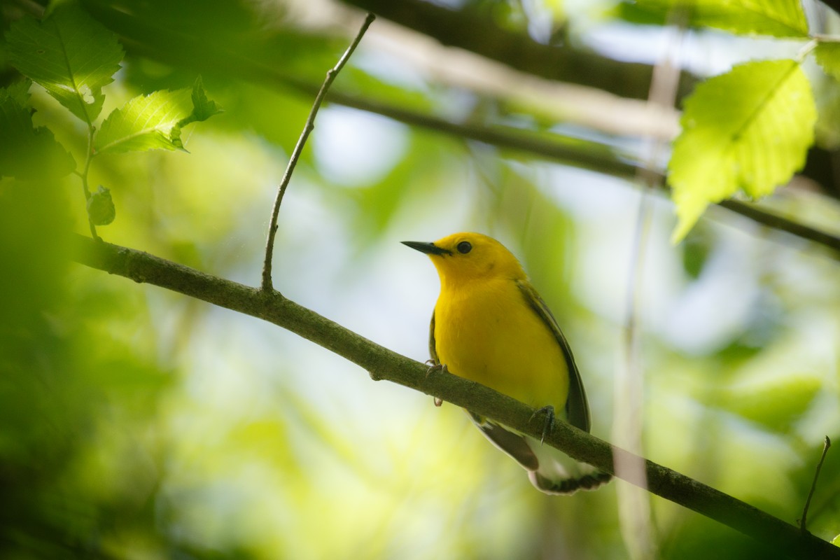 Prothonotary Warbler - ML573297301