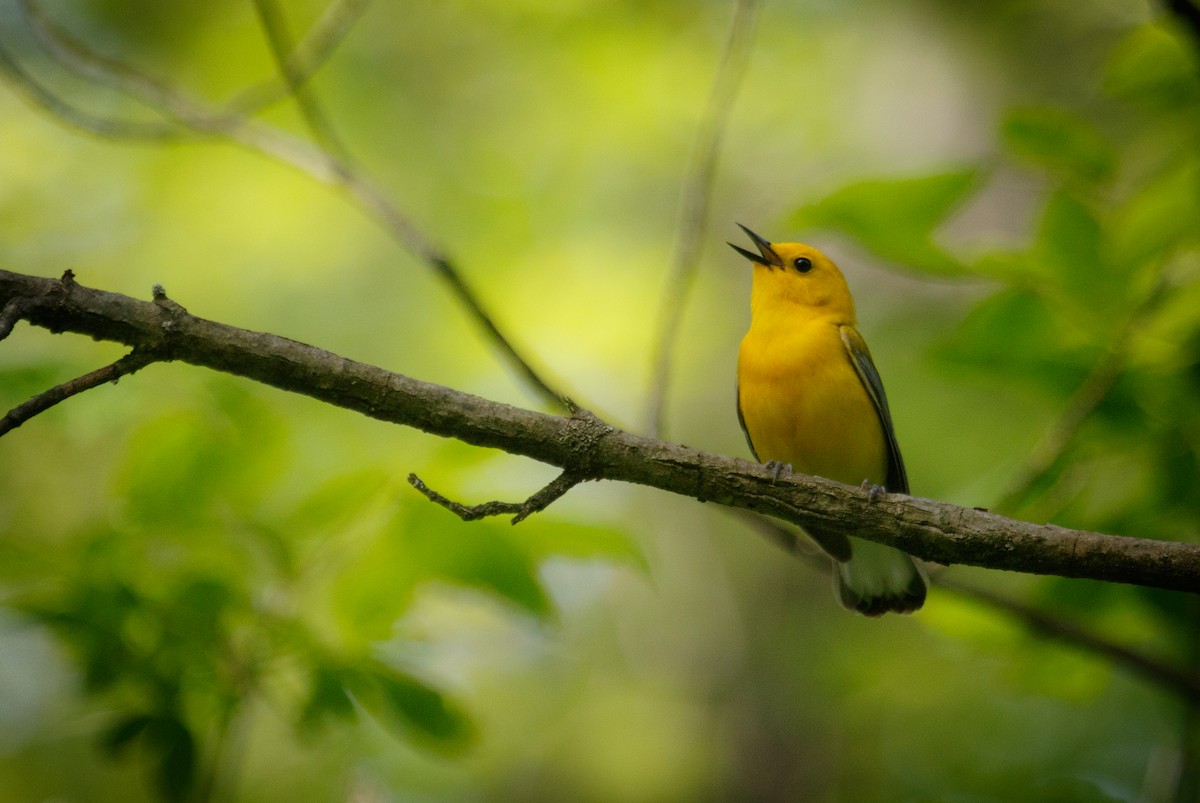 Prothonotary Warbler - ML573297441