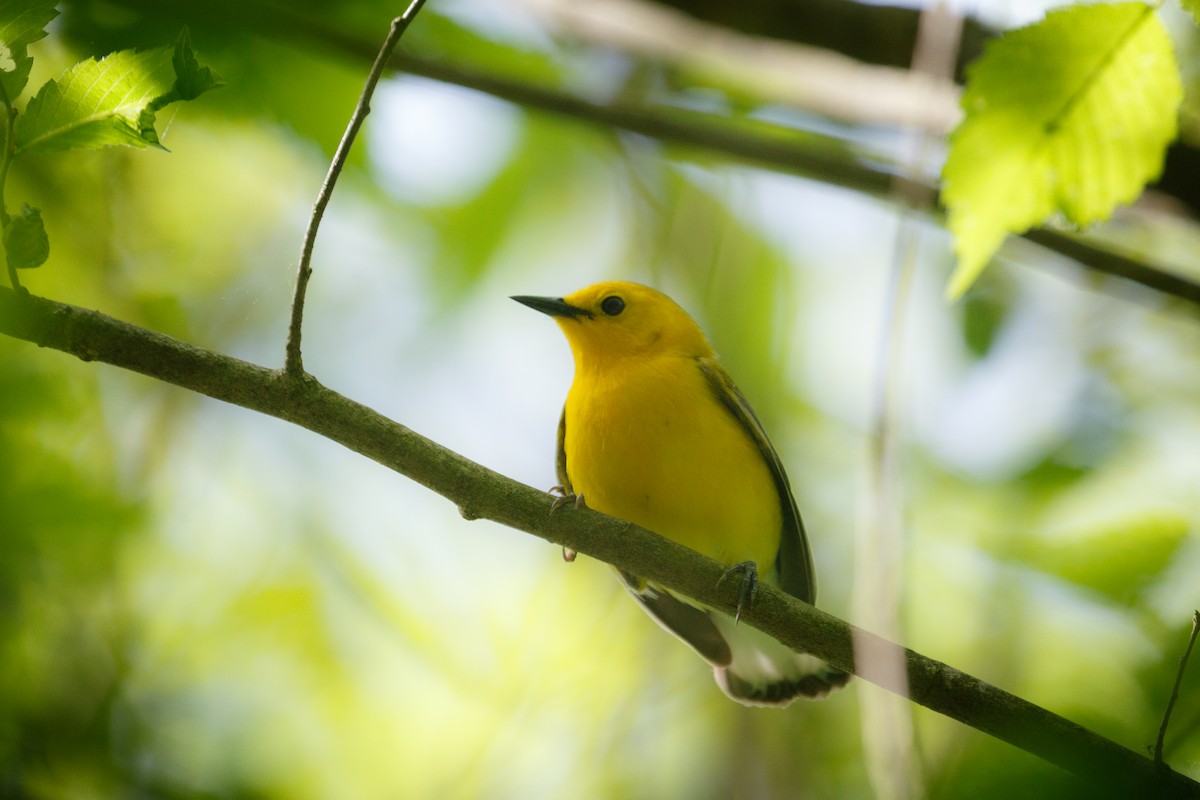 Prothonotary Warbler - ML573297501