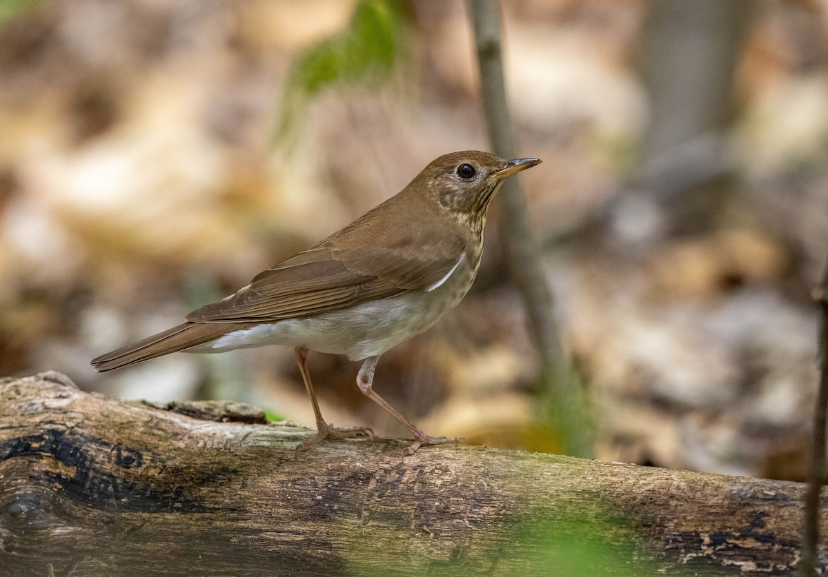 Weidenmusendrossel - ML573297511