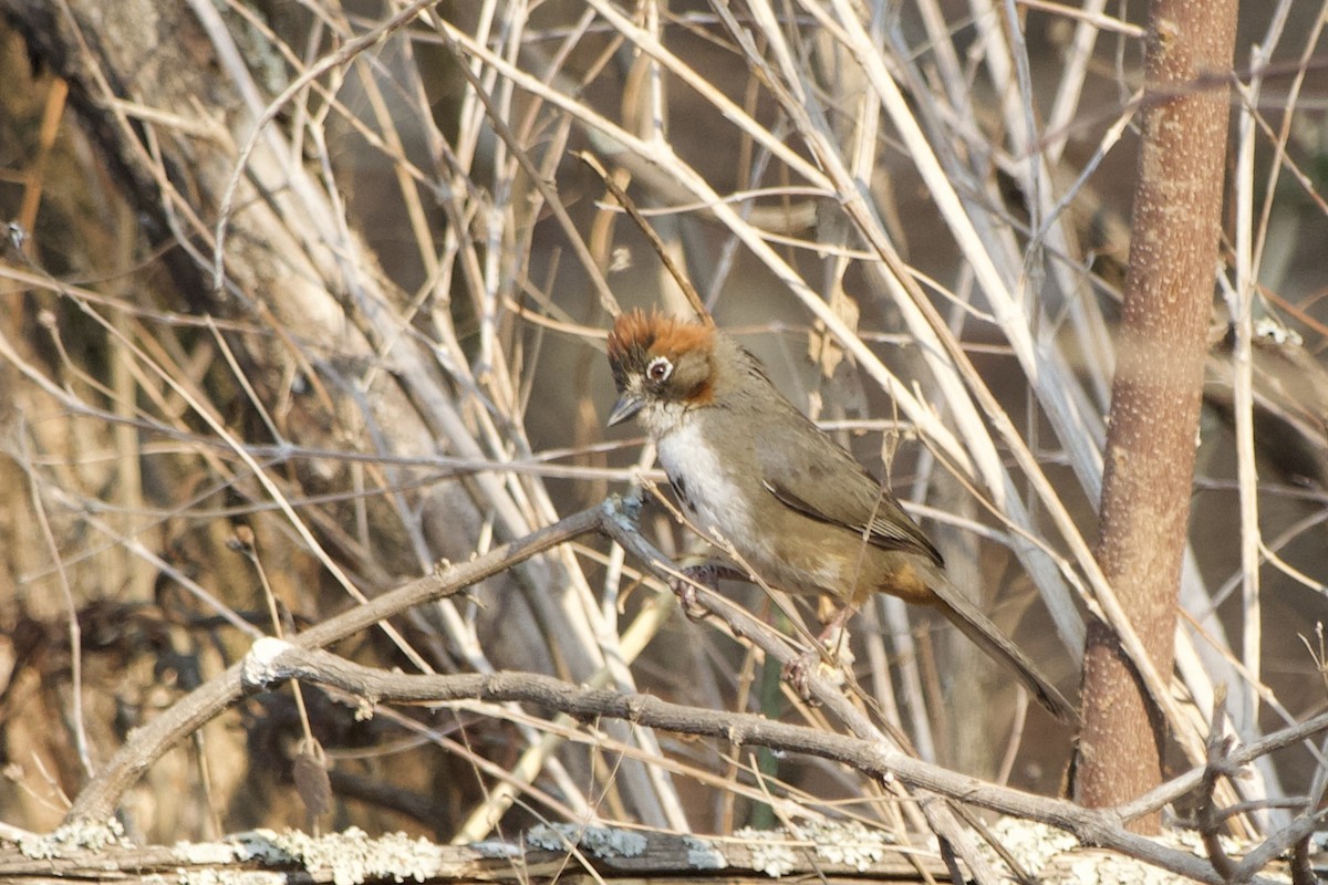 Rusty-crowned Ground-Sparrow - ML573298151