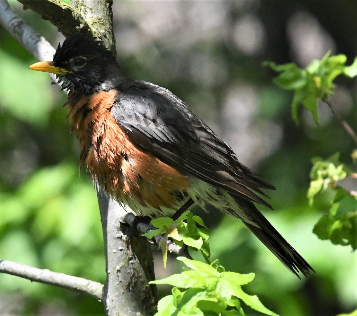 American Robin - ML573298441