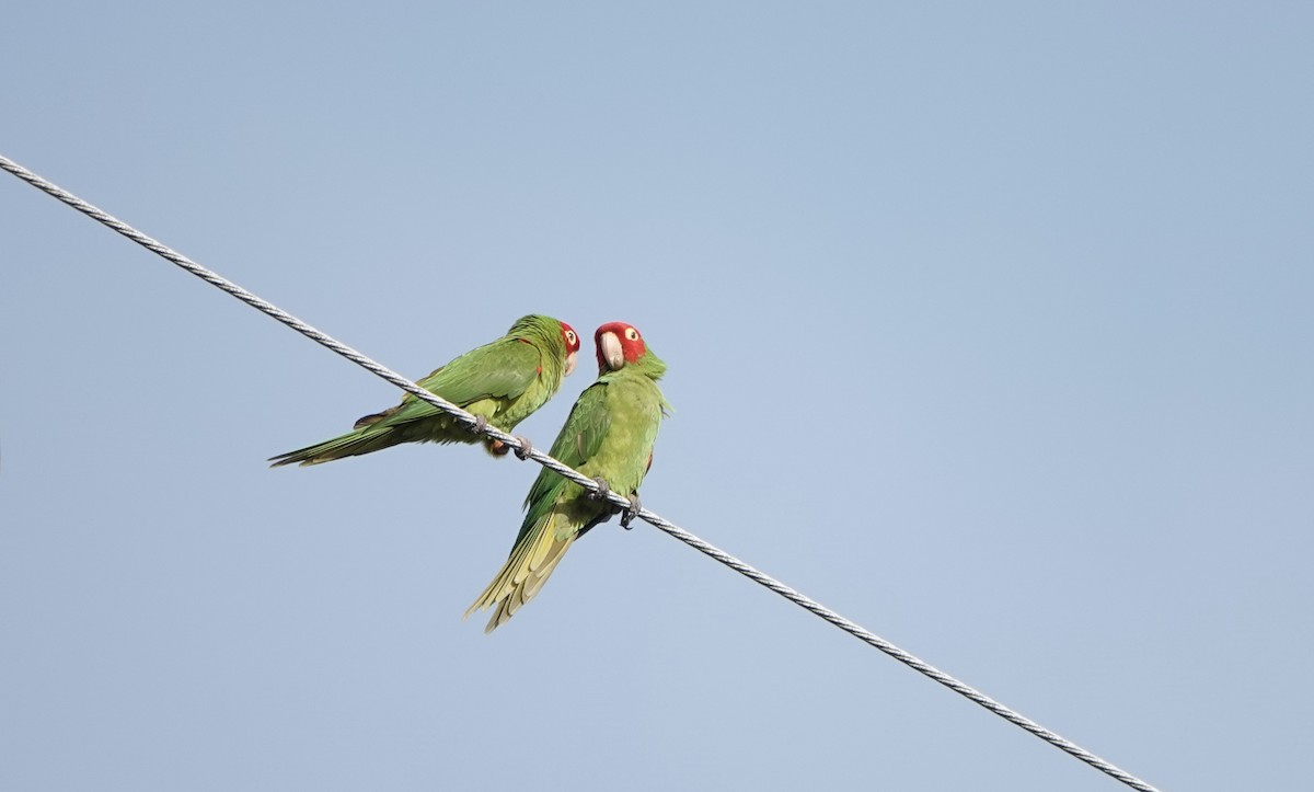 Red-masked Parakeet - ML573299431