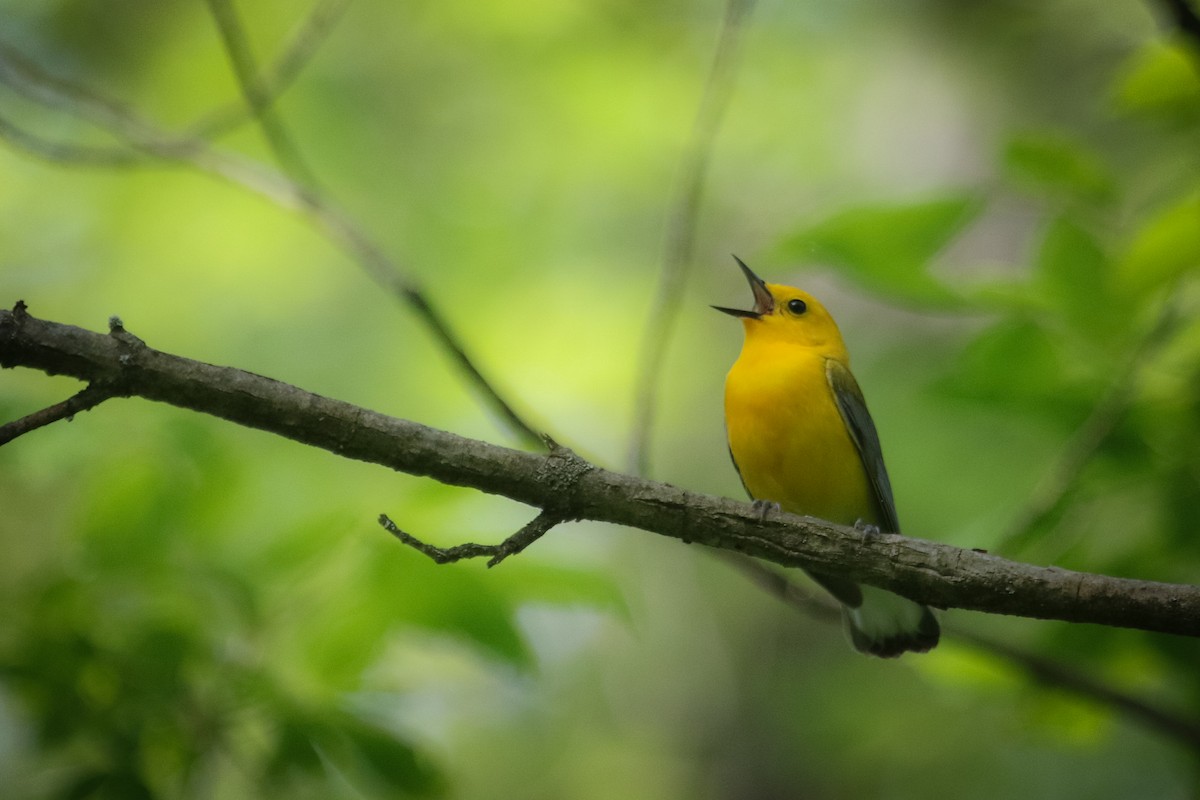 Prothonotary Warbler - ML573299471