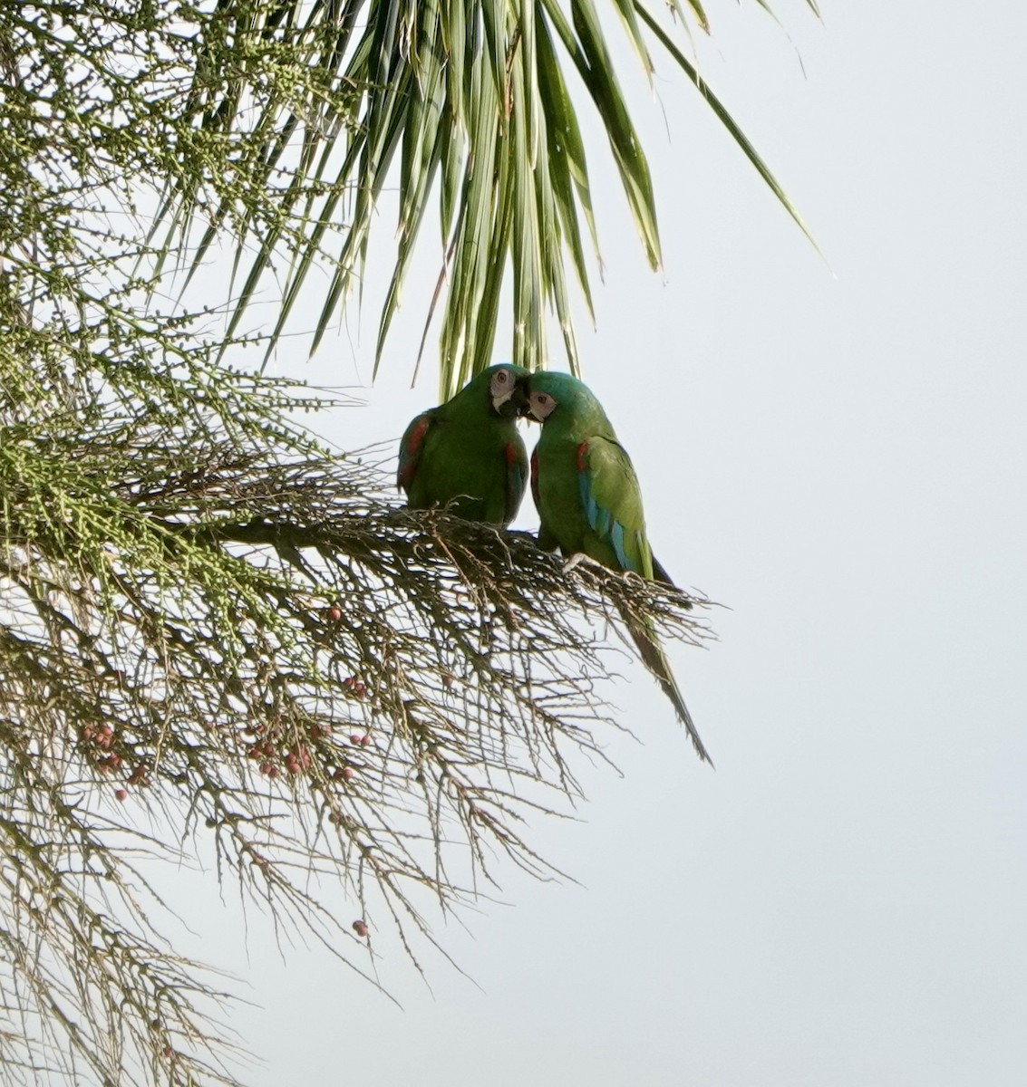 Chestnut-fronted Macaw - ML573299671
