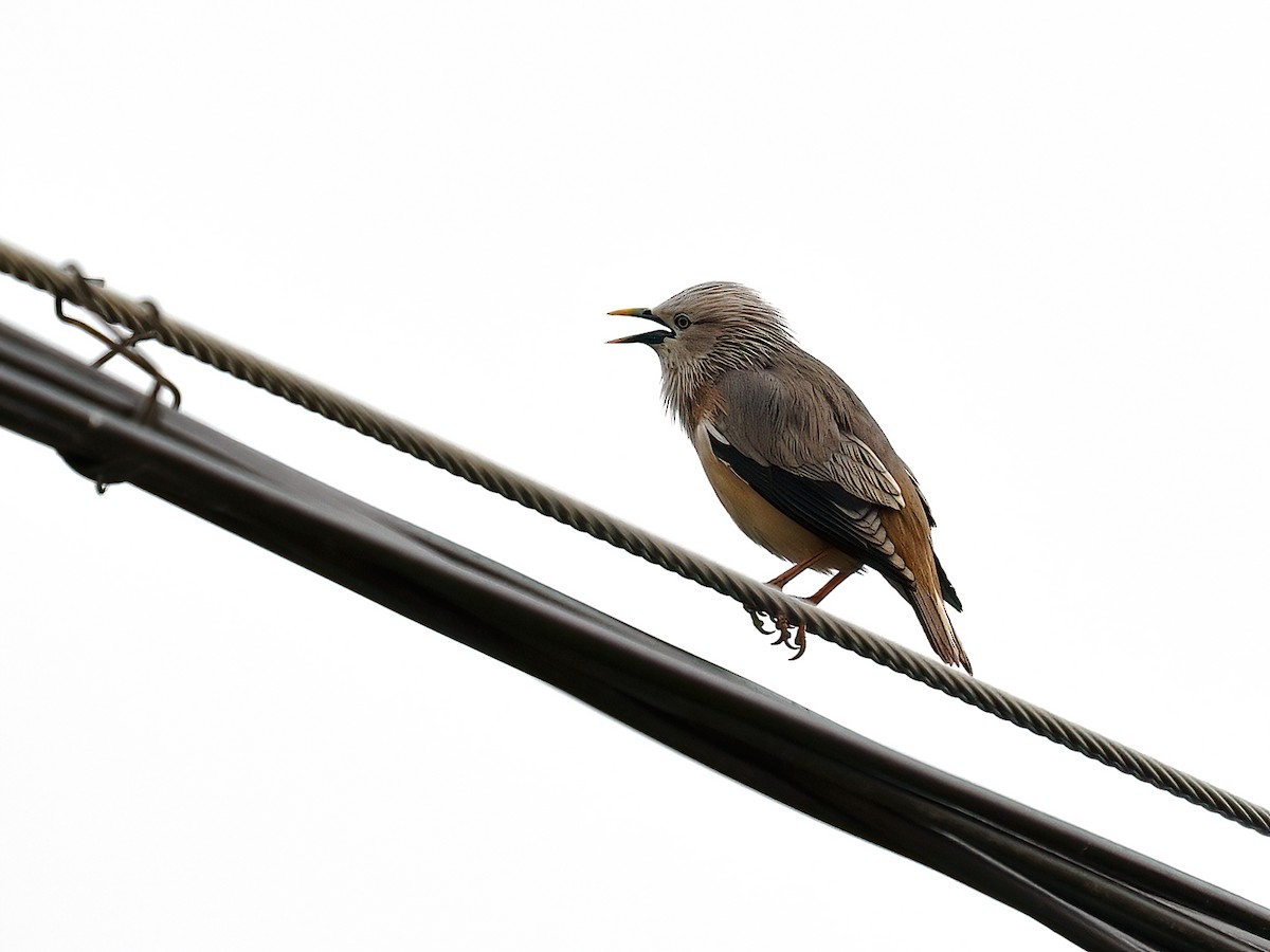 Chestnut-tailed Starling - ML573300431