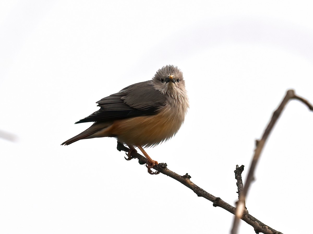 Chestnut-tailed Starling - ML573300441