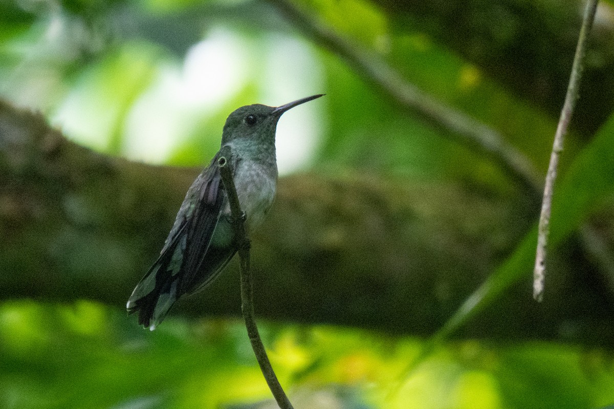 Scaly-breasted Hummingbird - Eduardo Rivera