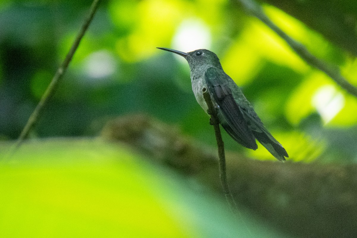kolibřík skvrnitoprsý - ML573300681