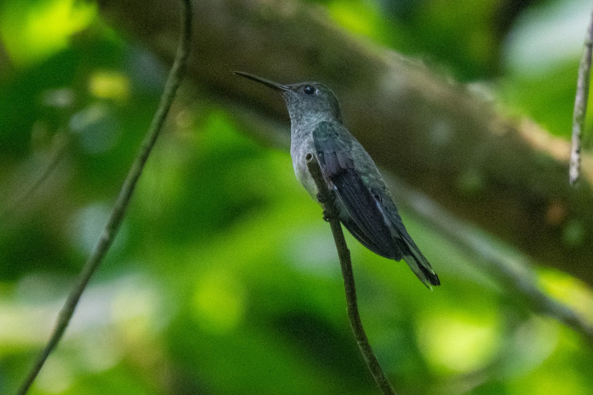 kolibřík skvrnitoprsý - ML573300711