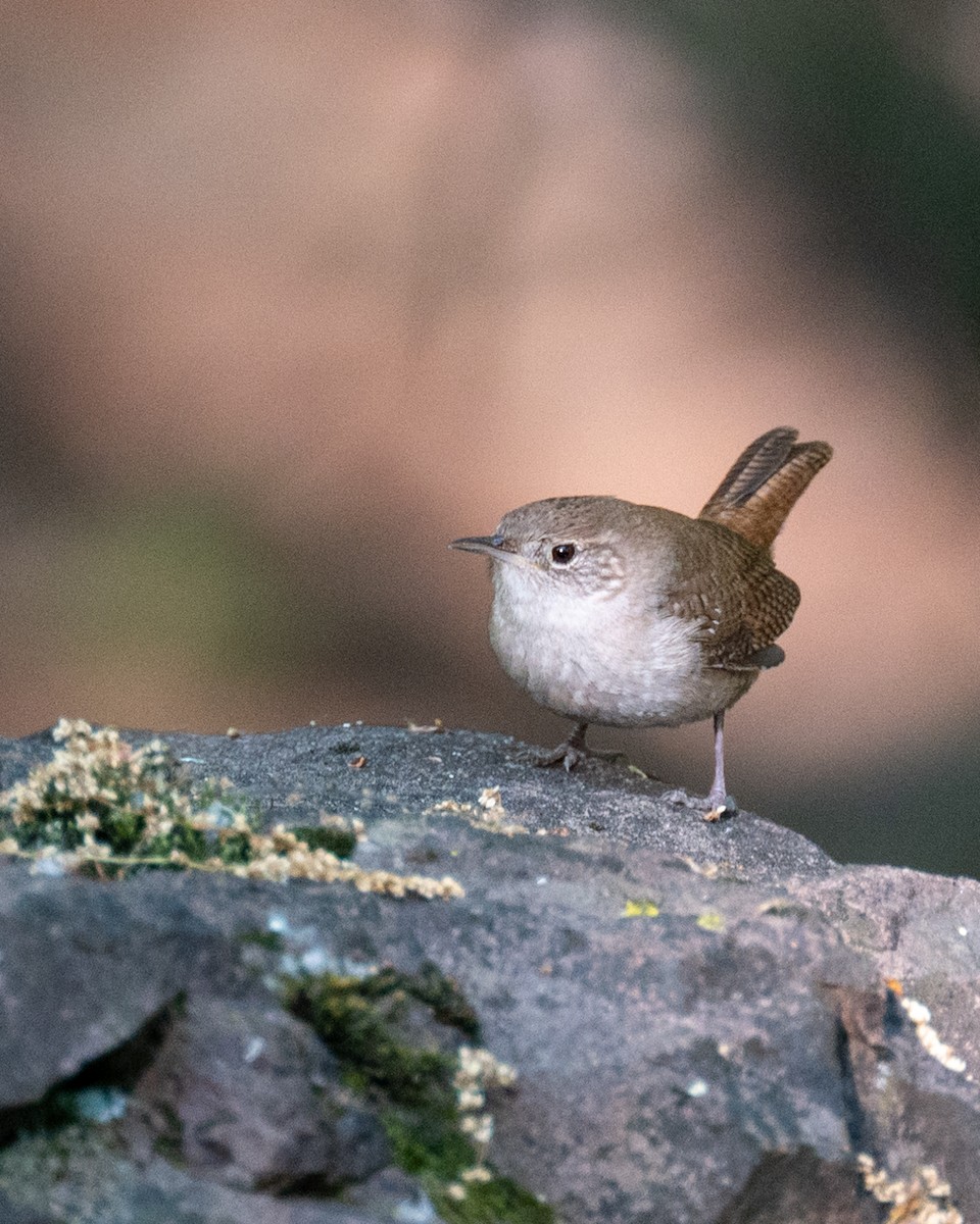 House Wren - ML573301211