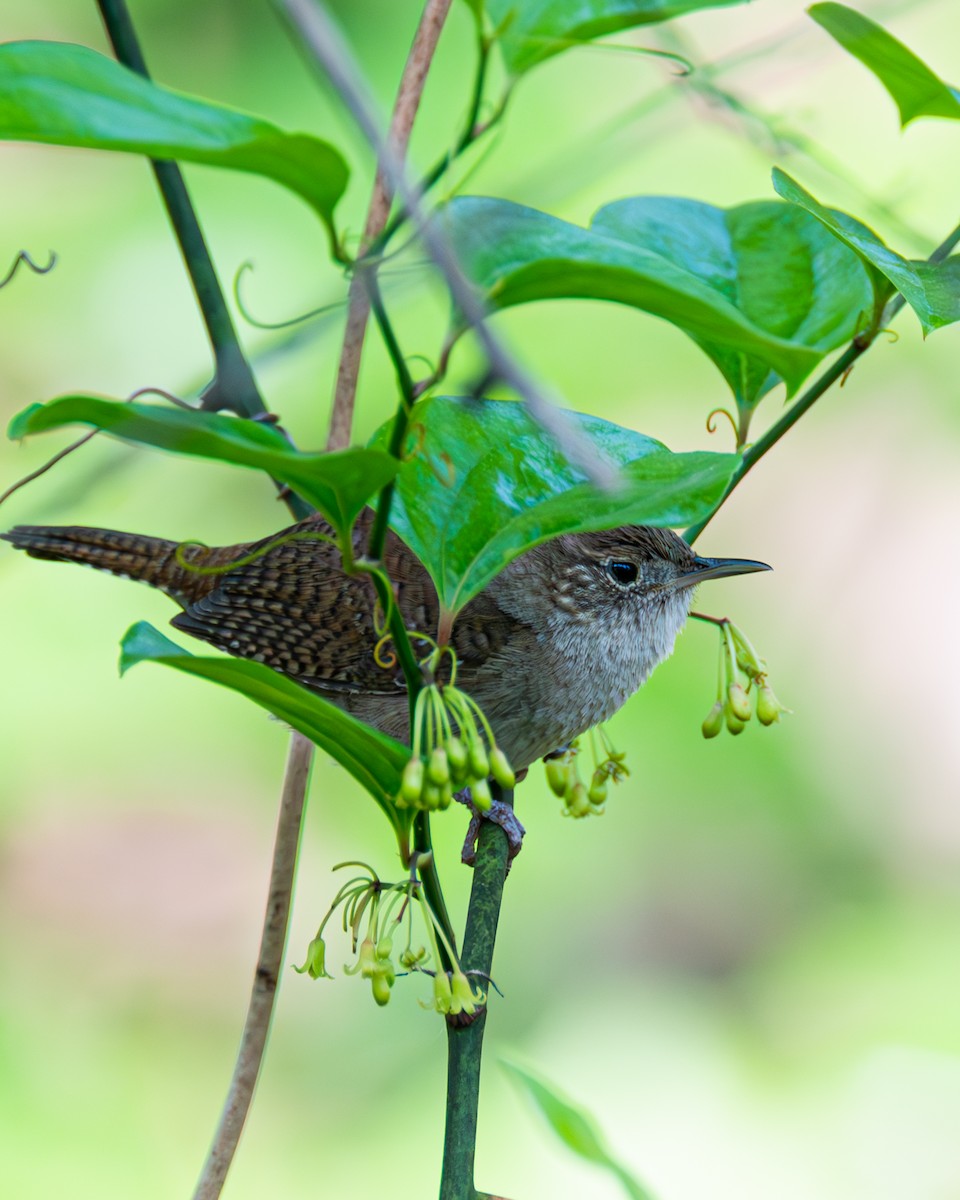 House Wren - ML573301221