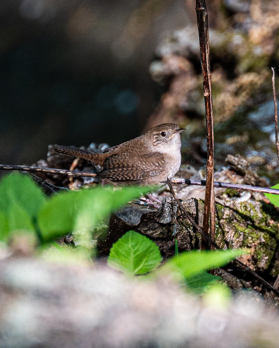 House Wren - ML573301251