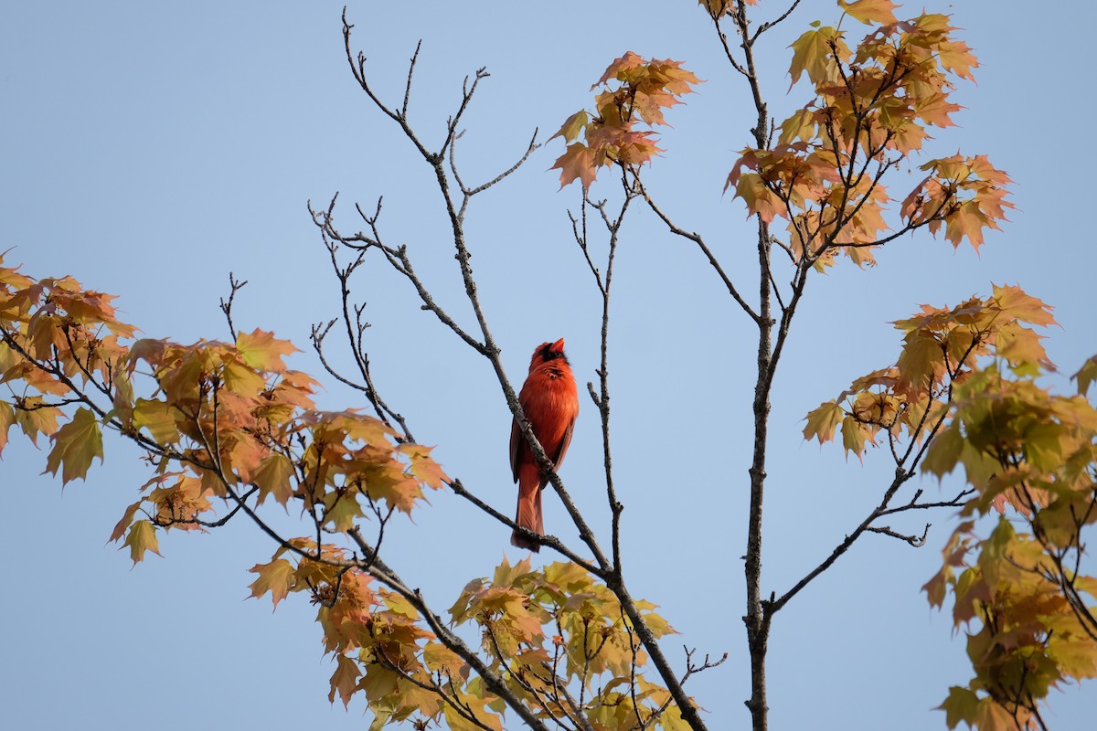 Cardinal rouge - ML573301561
