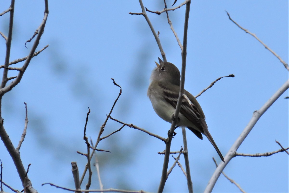 Least Flycatcher - ML573301741