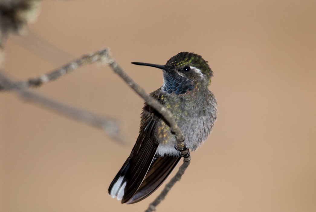 Blue-throated Mountain-gem - José de Jesús Moreno Navarro