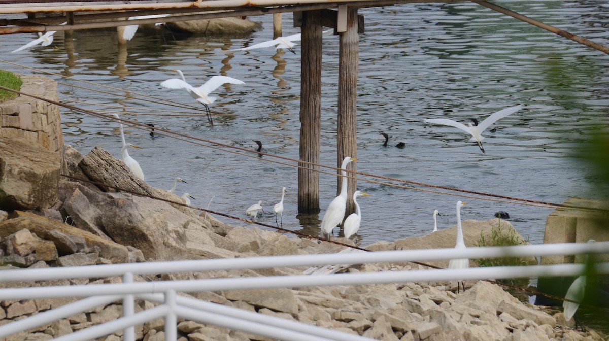 Snowy Egret - ML573303131