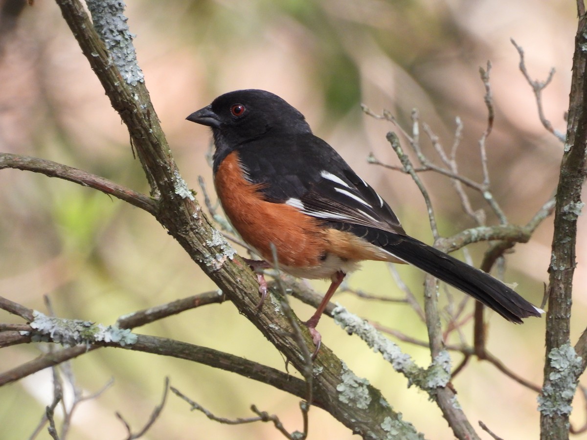 Eastern Towhee - Jeff Fengler