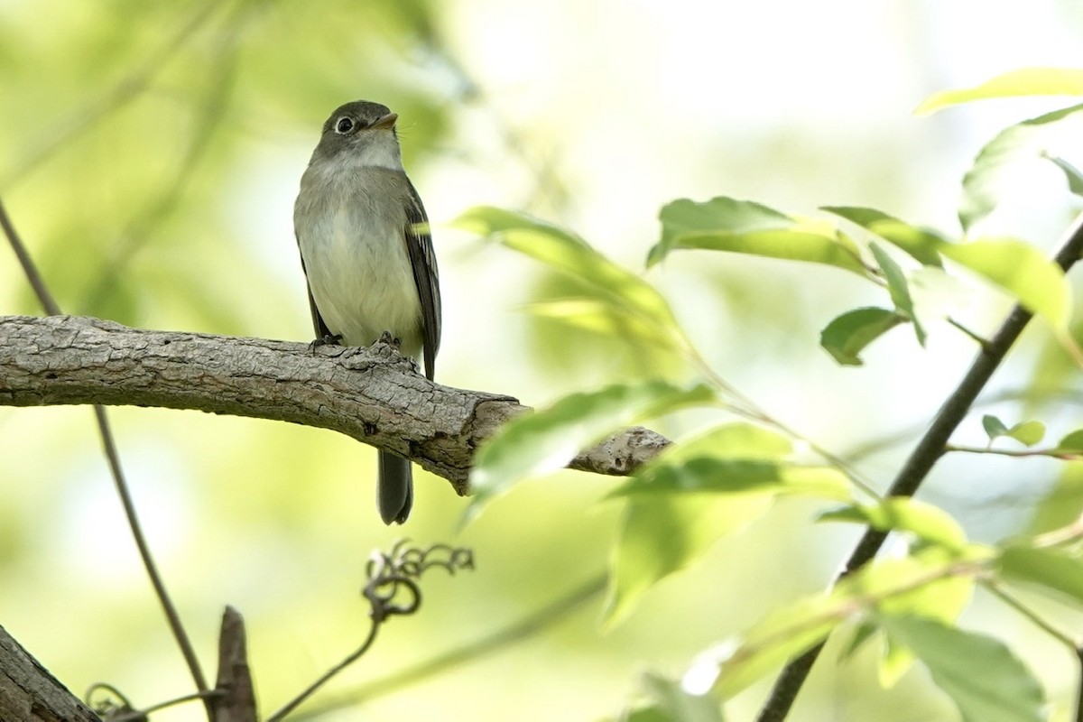 Least Flycatcher - ML573304241