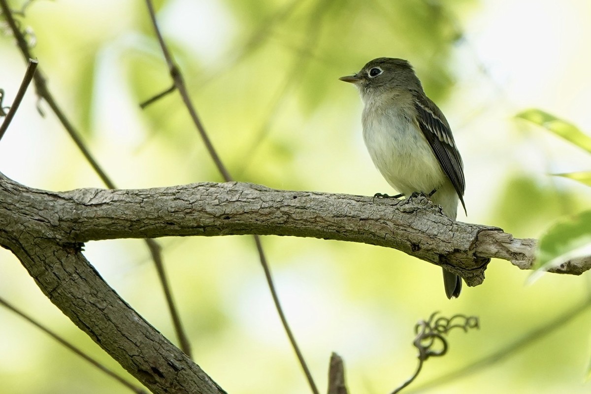 Least Flycatcher - Fleeta Chauvigne