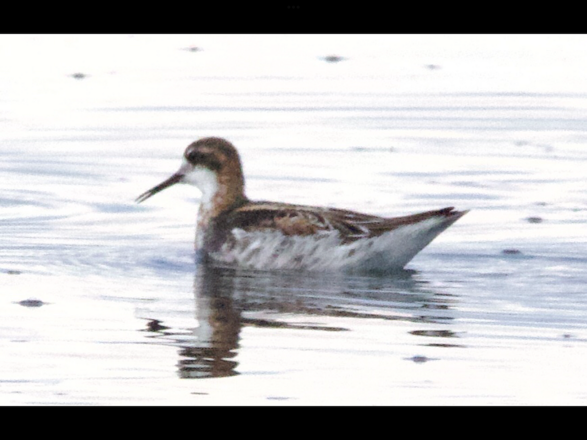 Phalarope à bec étroit - ML573304931