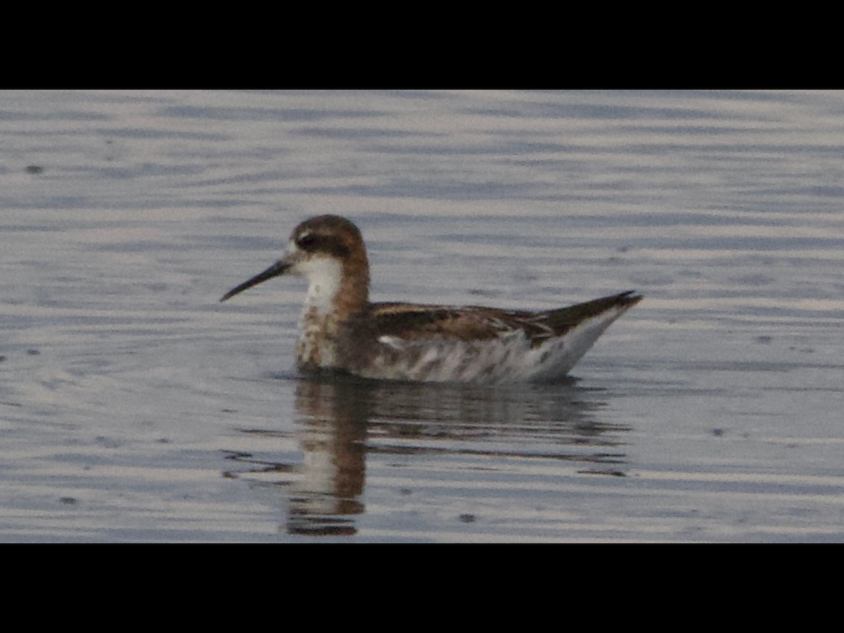 Red-necked Phalarope - ML573304941