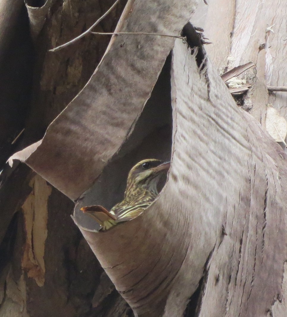 Streaked Flycatcher - ML573305151