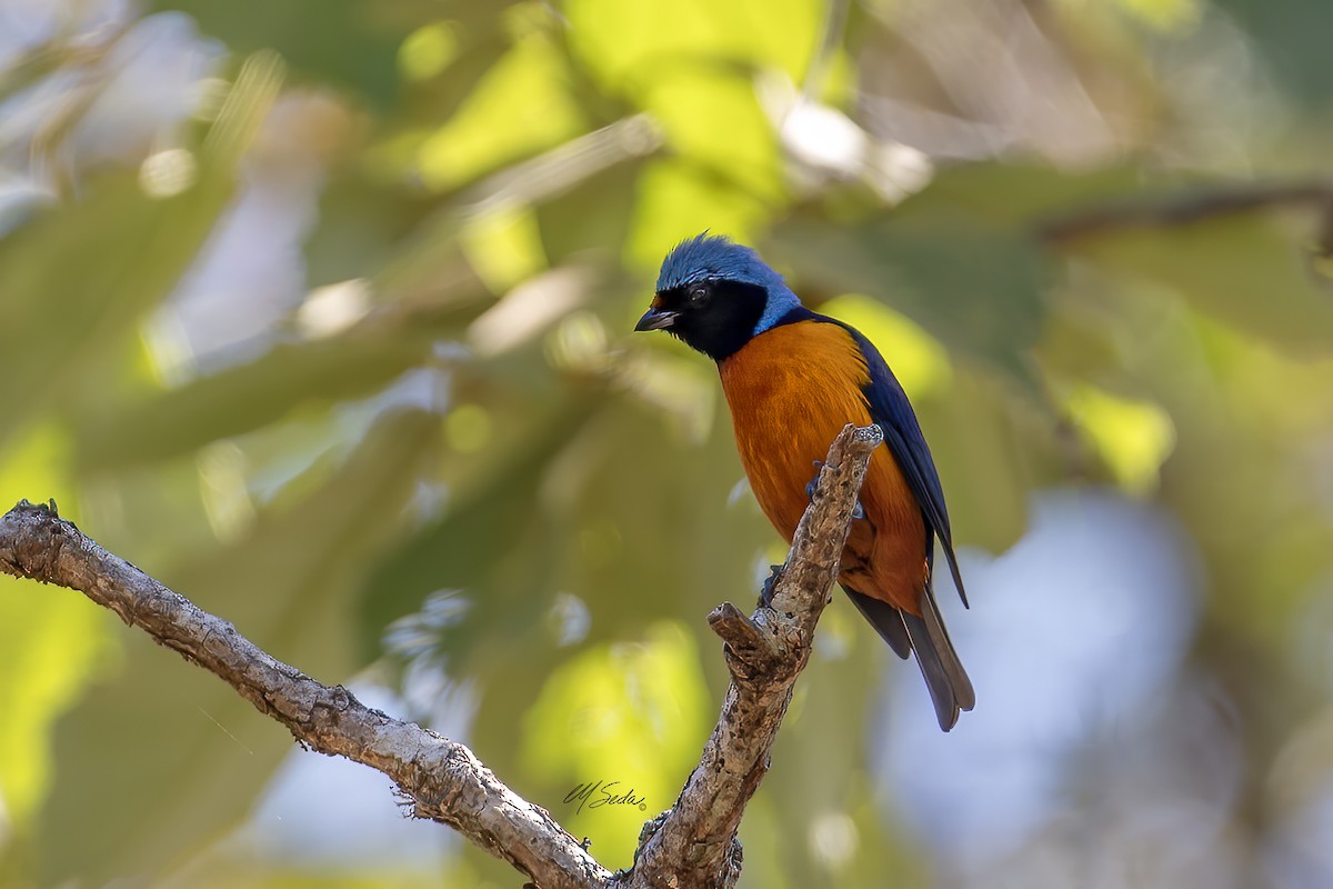 Elegant Euphonia - Manuel Seda