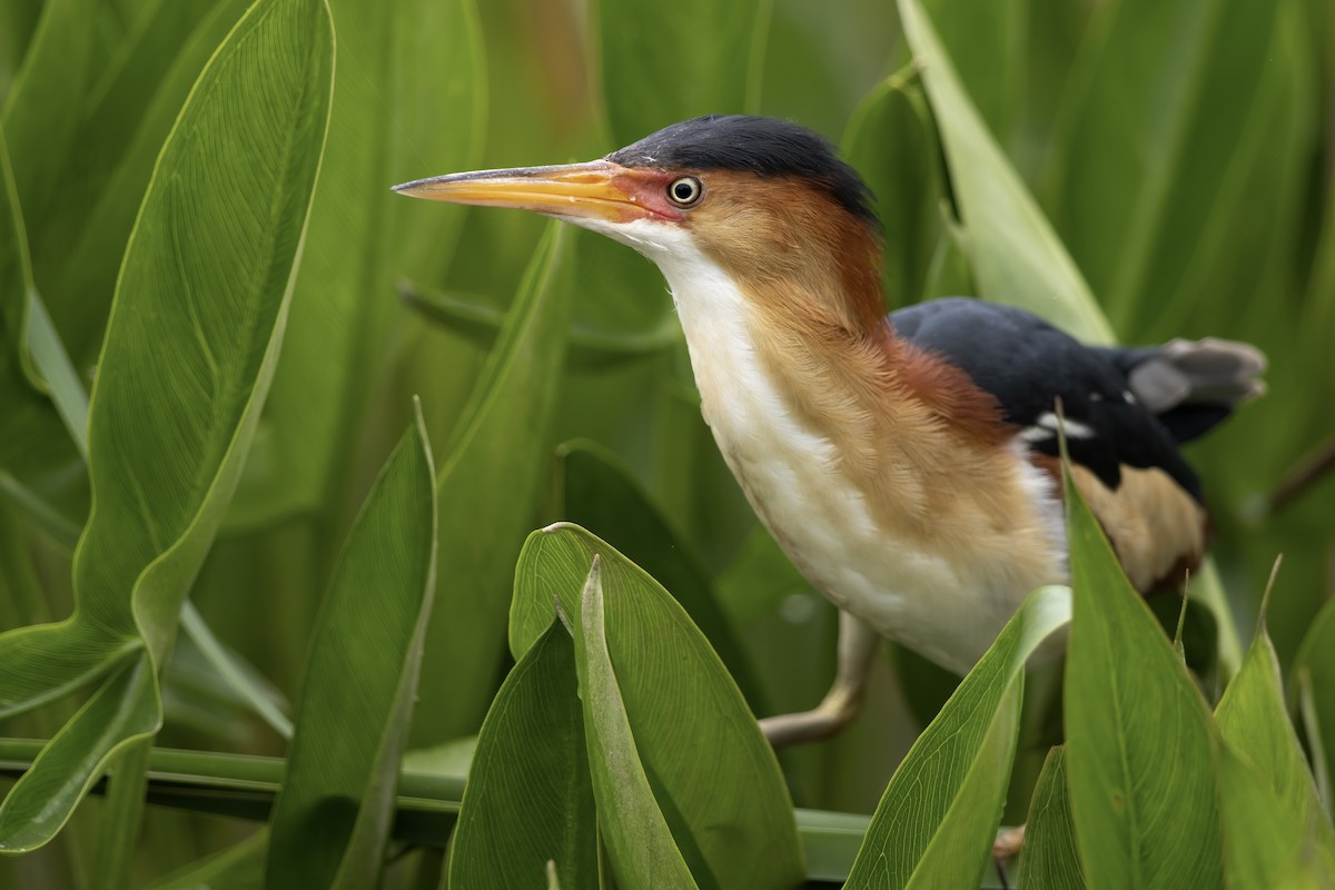 Least Bittern - ML573305381