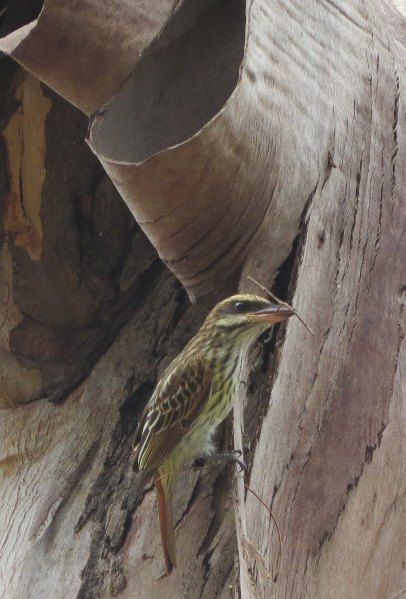 Streaked Flycatcher - ML573305521