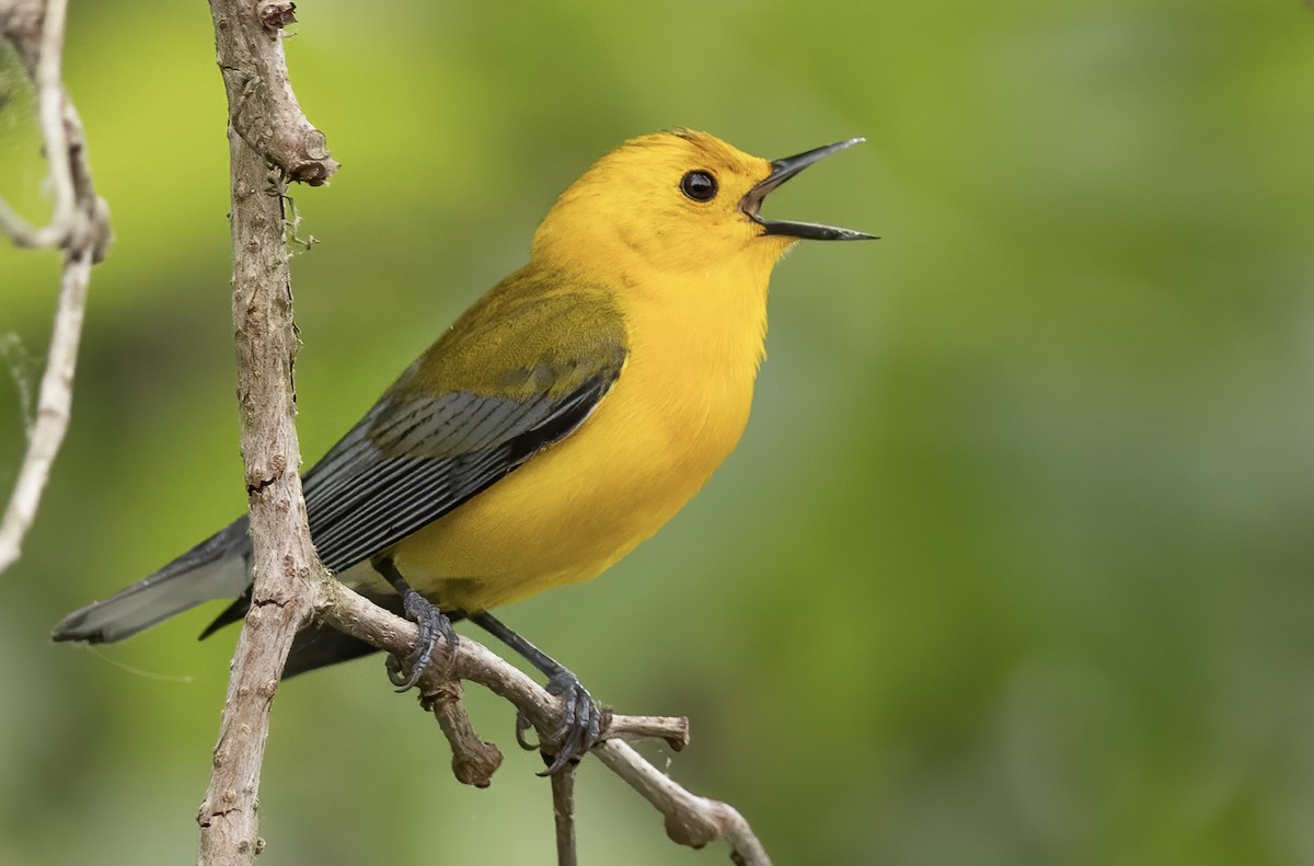 Prothonotary Warbler - ML573305831