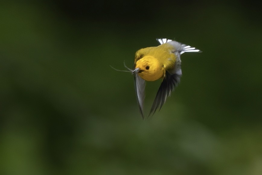 Prothonotary Warbler - ML573305841