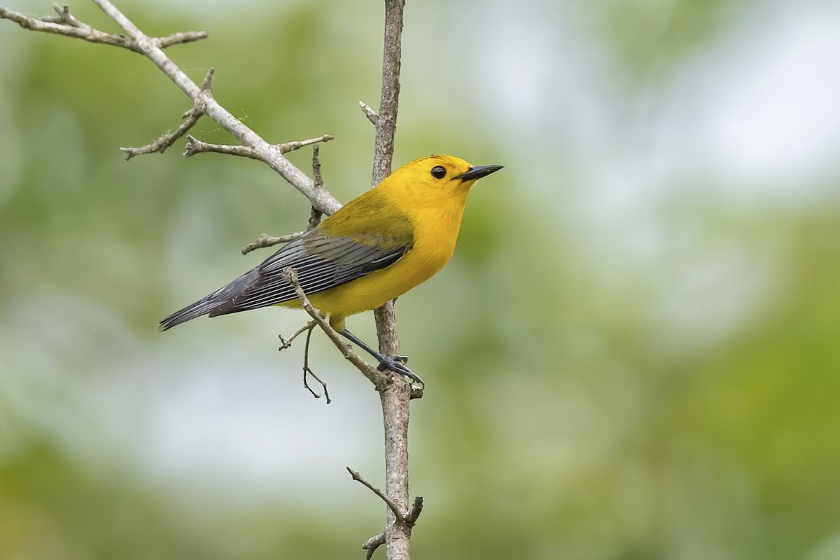 Prothonotary Warbler - ML573305851