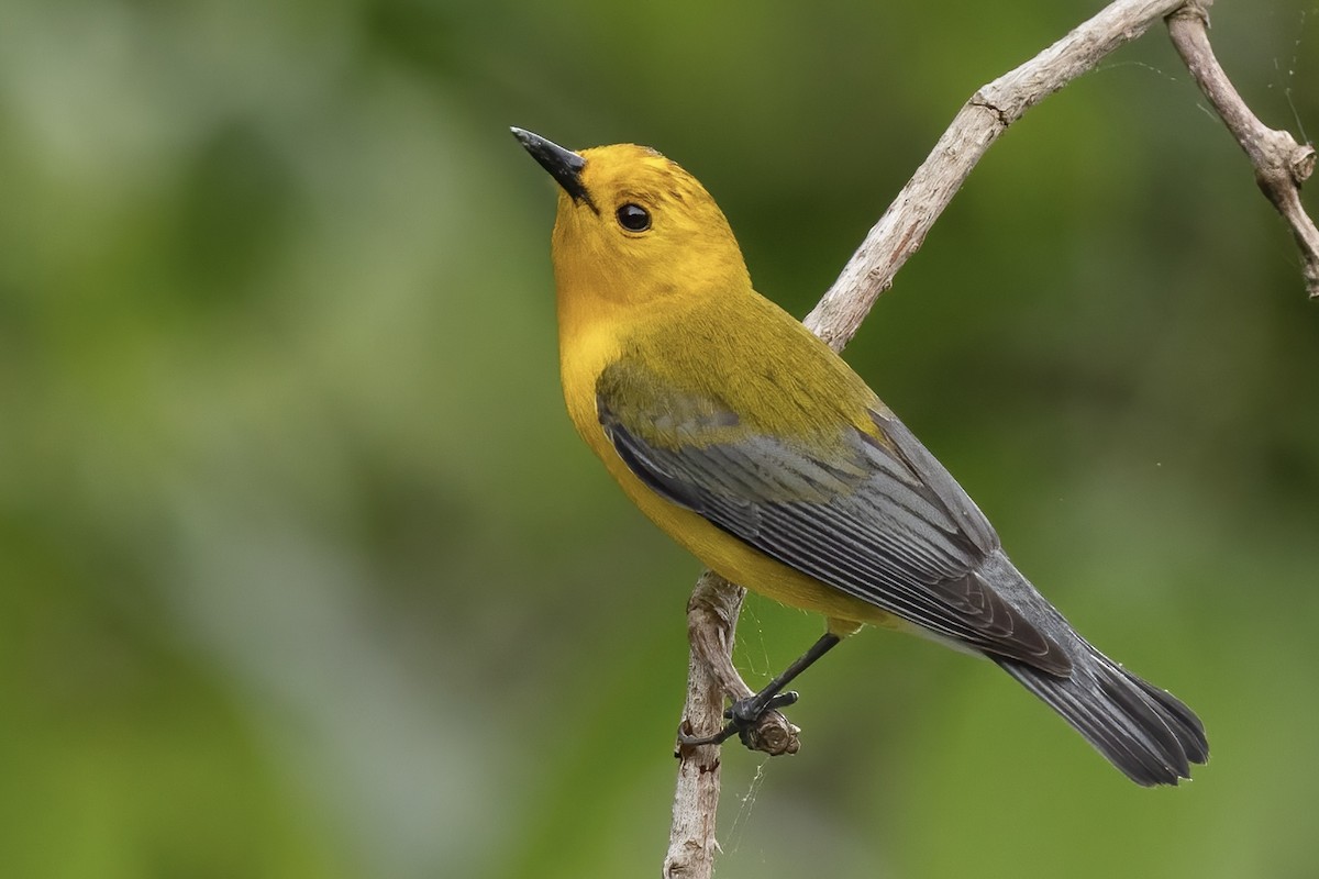 Prothonotary Warbler - ML573305861