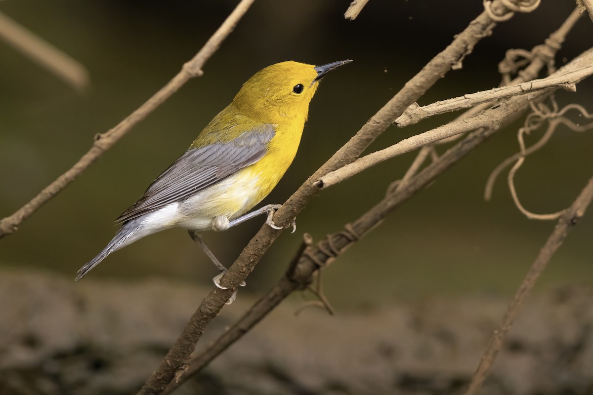 Prothonotary Warbler - ML573305871