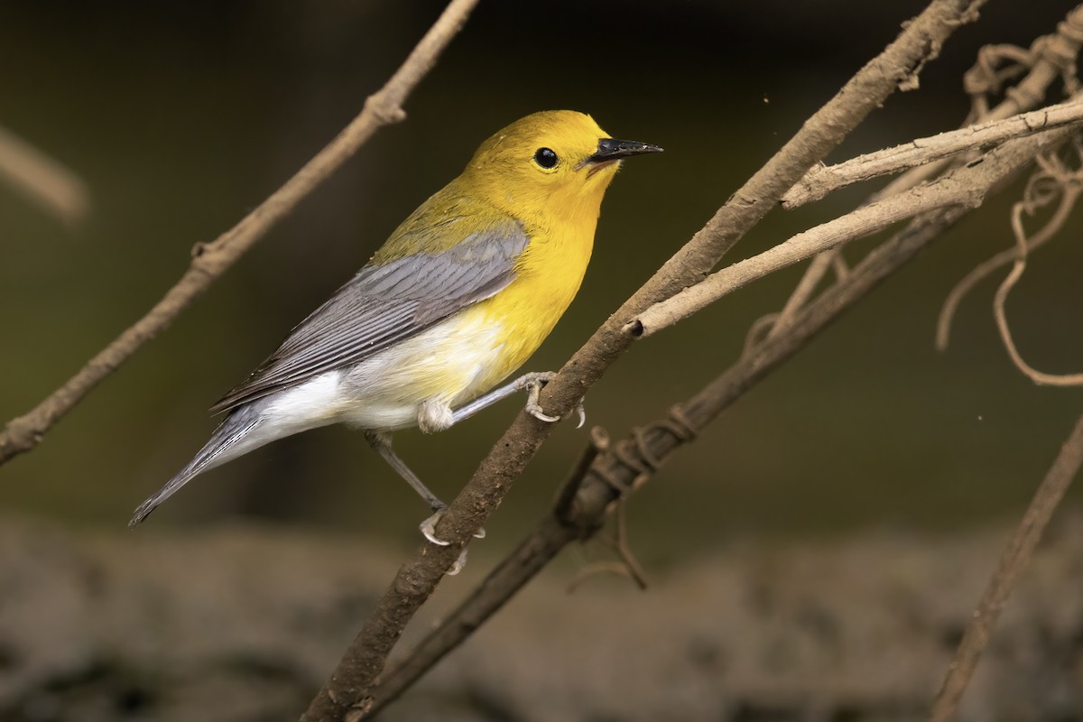 Prothonotary Warbler - ML573305881