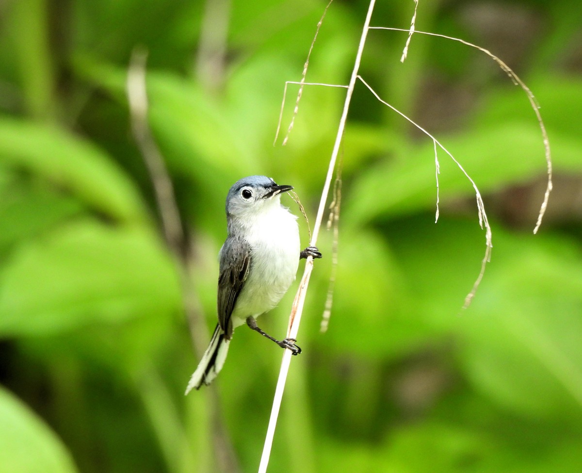 Blue-gray Gnatcatcher - ML573306031