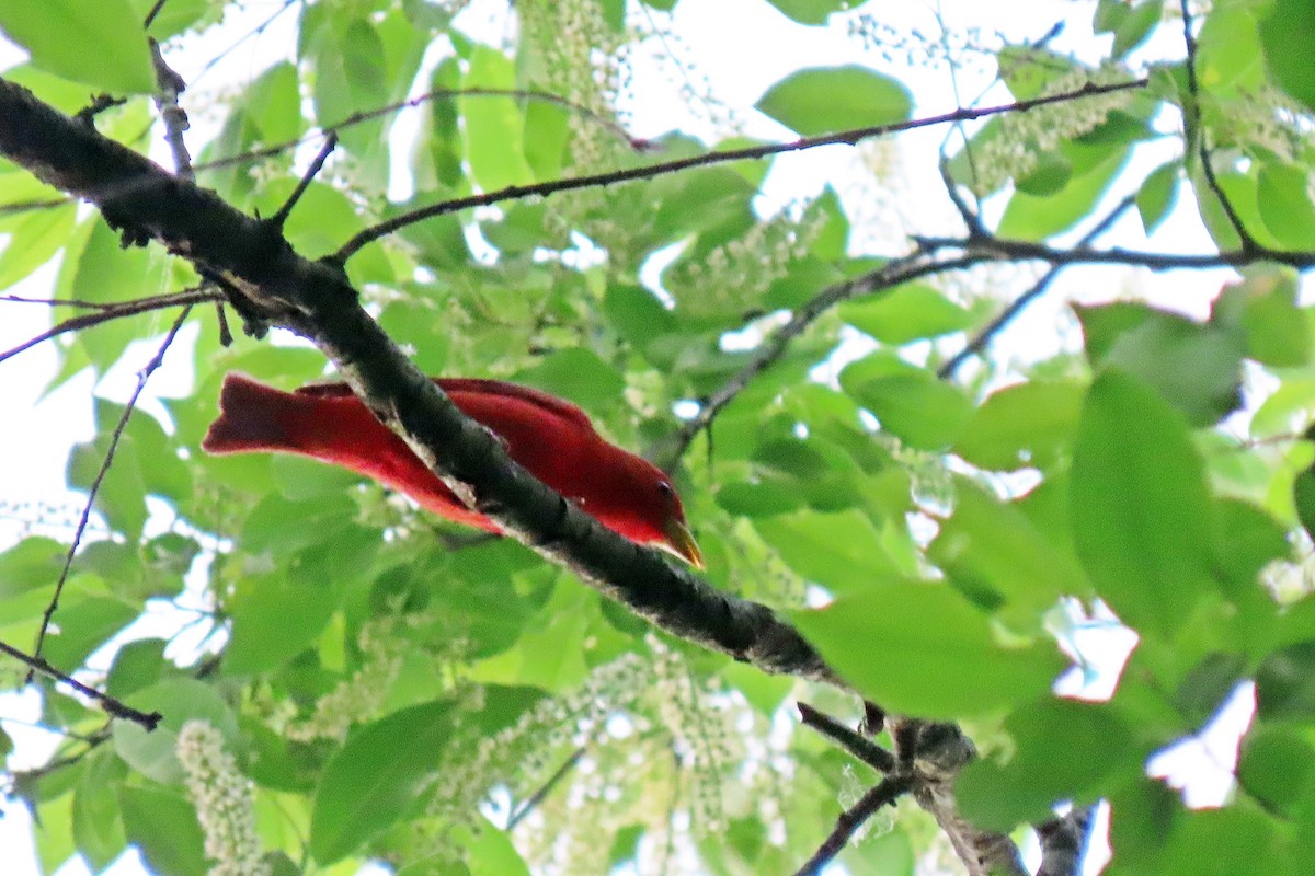 Summer Tanager - Terry Lodge